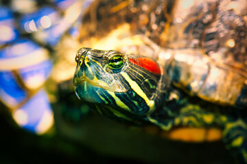 A close up of a colorful turtle.