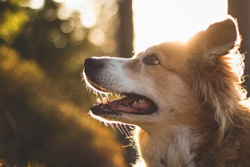 the brown border collie at the sunrise