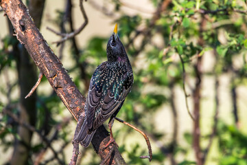 Star (Sturnus vulgaris)