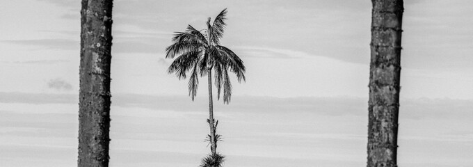 Palmen im Regen und Nebel