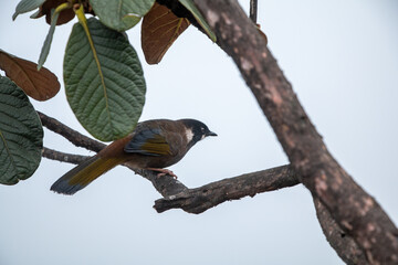 Pretty bird sitting in a tree surrounded by green leaves