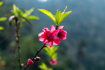 Beautiful pink flower with green leaves on blurred background