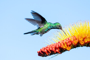 A Blue-chinned Sapphire hummingbird (Chlorestes notata) feeding on the Combretum flower with a blue background. Hummingbird and flower. Bird in flight. Wildlife in nature. Tropical bird in garden