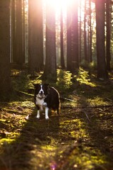 Fototapeta premium portrait of a black and white border collie at orange sunrise