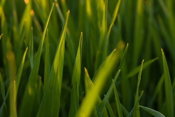 The fresh green grass. Summer naure background