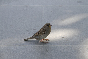 Two sparrows waiting for food