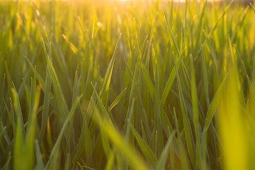 The fresh green grass. Summer naure background