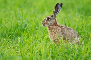 Feldhase ( Lepus europaeus )