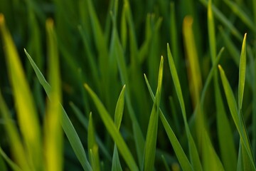 The fresh green grass. Summer naure background