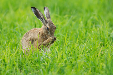 Feldhase ( Lepus europaeus )