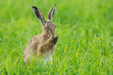 Feldhase ( Lepus europaeus )