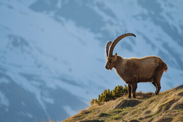 Alpensteinbock im Abendlicht