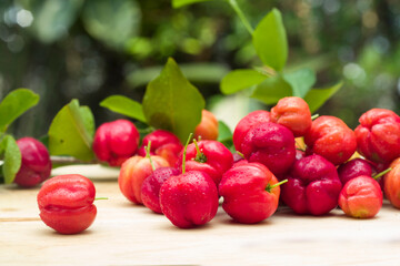 acerola cherries at garden