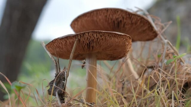 Low angle close-up of mushrooms growing in a forest.