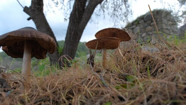 Low angle wide shot  of mushrooms growing in a forest.