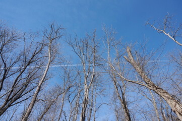Fototapeta na wymiar Treetops Contrails and Sky in Winter