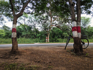 Bicycle ride in the forest.