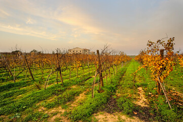 Vineyards in the municipality of Cirò Marina, District of Crotone; Calabria; Italy; Europe.