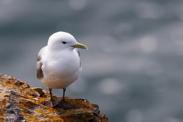 Dreizehenmoewe ( Rissa tridactyla )