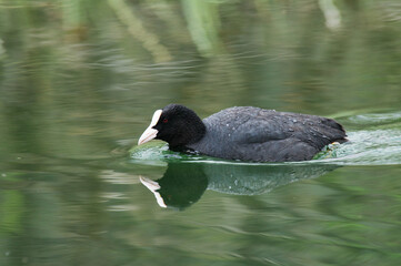 Blaesshuhn ( Fulica atra )