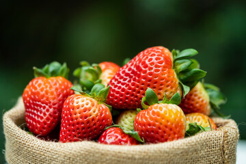 fresh strawberries at farm