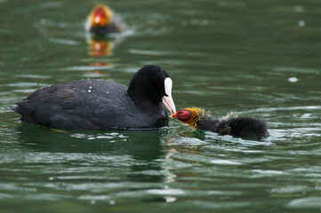 Blaesshuhn ( Fulica atra )