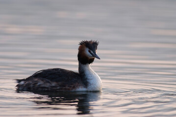 Haubentaucher ( Podiceps cristatus )