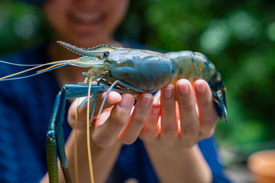 Giant Freshwater Prawn