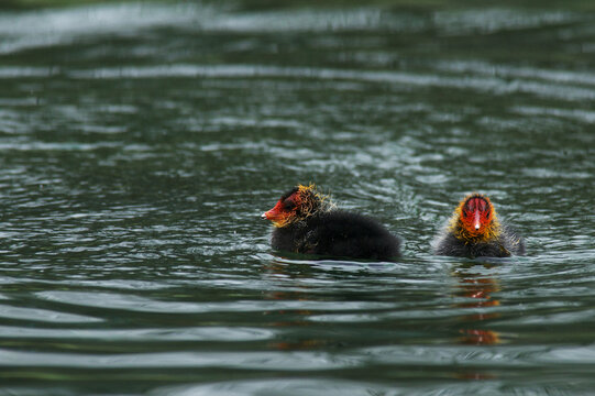 Blaesshuhn ( Fulica atra )