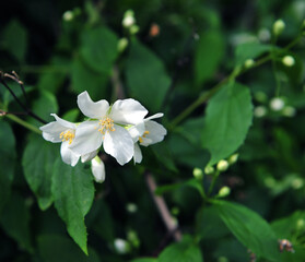 Obraz na płótnie Canvas Beautiful jasmine flower with a wonderful scent.