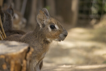 Patagonian mara  (Dolichotis patagonum)  whit profile in a zoo. Patagonian mara is a relatively large mammal inhabiting arid grasslands and open semi deserts of central and southern Argentina.