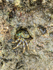 crab on the sand