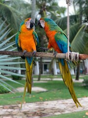 blue and yellow macaw