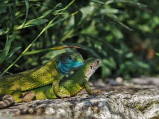 Smaragdeidechse, Lacerta viridis, Eidechse