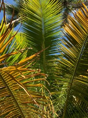 palm tree leaves