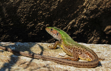 Smaragdeidechse, Lacerta viridis, Eidechse