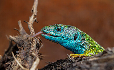Smaragdeidechse, Lacerta viridis