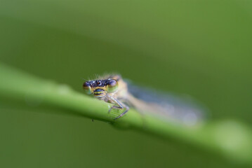 Blaue Federlibelle ( Platycnemis