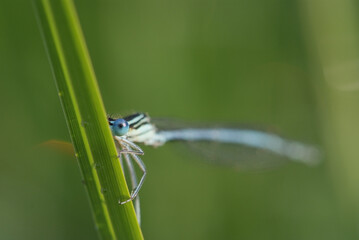 Blaue Federlibelle ( Platycnemis pennipes )