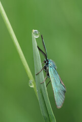 Gemeines Gruenwidderchen ( Procris statices )