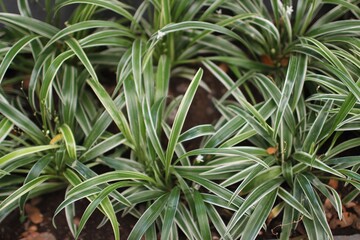 Obraz premium Collection of garden plant. Home garden background. Spider plant
