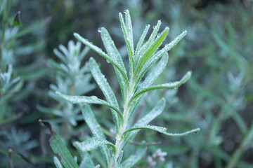  View of a lavender branch with dew drops on the leaves. 