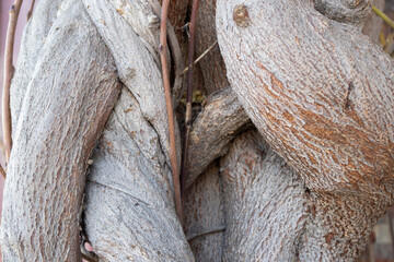 Texture in the form of a twisted trunk of an old liana.