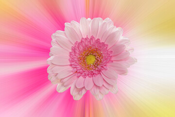 Pink gerbera against a colorful abstract background