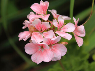 Pink flower