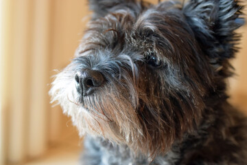 Versonnen blickender alter Cairn-Terrier