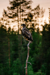 Seeadler ( Haliaeetus albicilla )