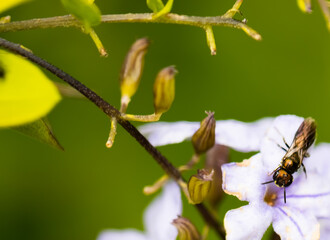 Bee on the flower.