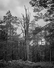 Rykimäkero Moor