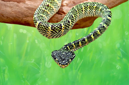 Waglers Pit Viper Tropidolaemus Wagleri Stock Photo - Download Image Now -  Snake, Wagler's Temple Viper, Ambush - iStock